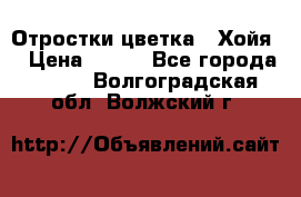 Отростки цветка  “Хойя“ › Цена ­ 300 - Все города  »    . Волгоградская обл.,Волжский г.